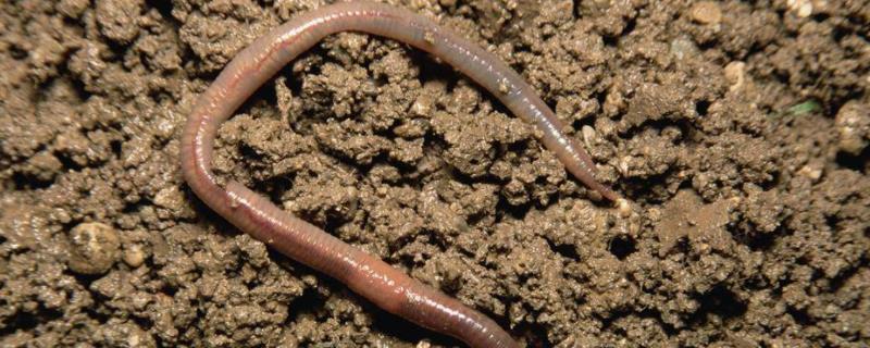 蚯蚓的生活环境和习性，适合在什么土质中生活