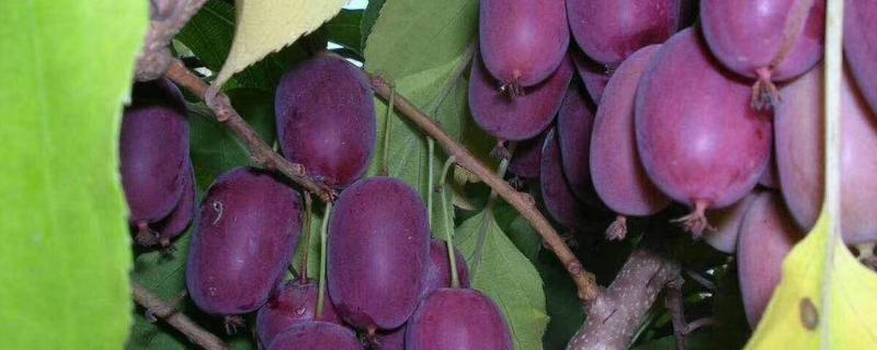 软枣猕猴桃的栽培与管理技术，什么季节种植合适