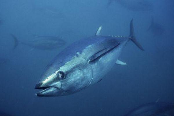 金枪鱼八个品种
