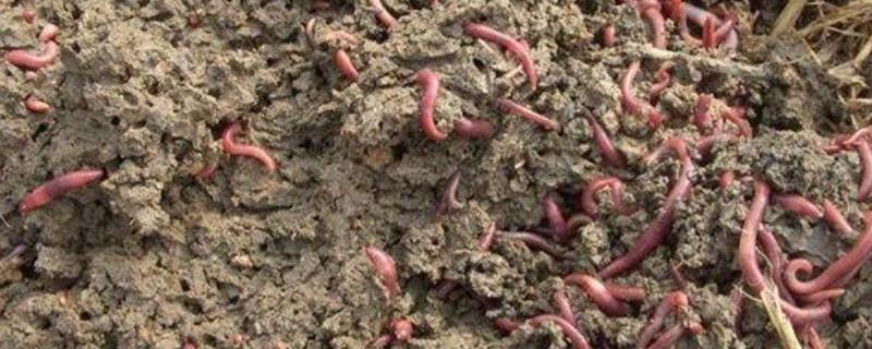 室内养蚯蚓的四种方法，需要经常换土吗