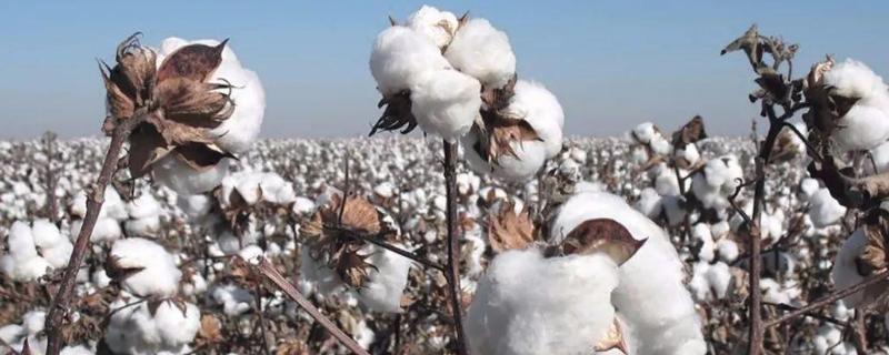 棉花品种有哪些