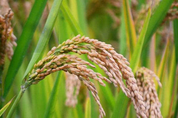 早熟100天水稻品种