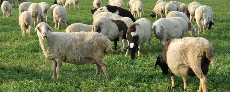 酒糟养羊的正确喂法，有什么效果