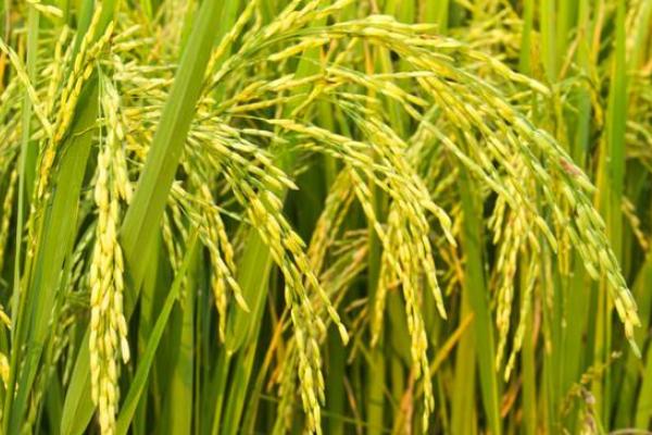 2021年水稻主推品种