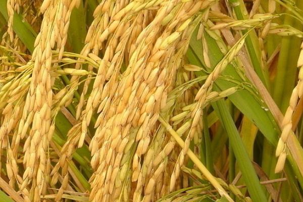 早熟90天水稻品种图片