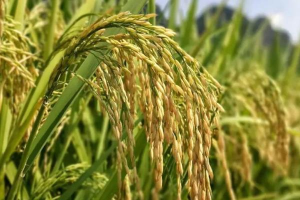 2021年水稻主推品种