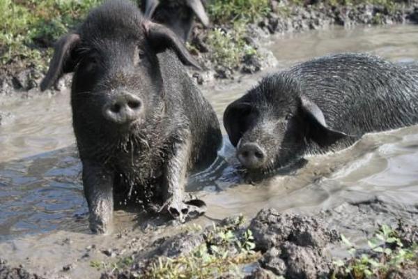 猪有几个品种，附国内常见的猪品种介绍
