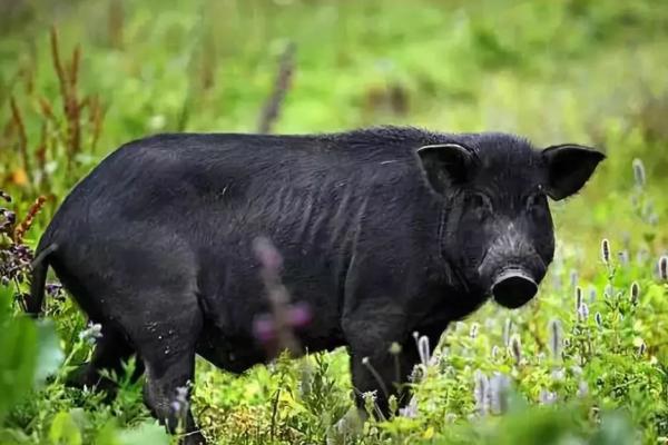 猪有几个品种，附国内常见的猪品种介绍