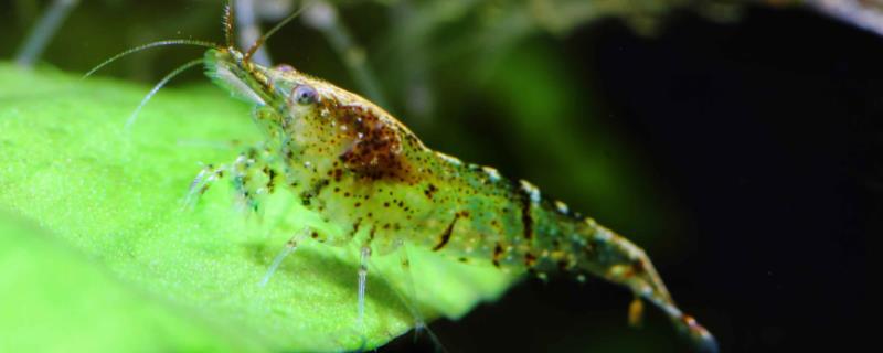黑壳虾产卵过程，一般会把卵产在哪里
