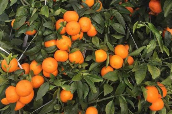 柑橘新品种介绍
