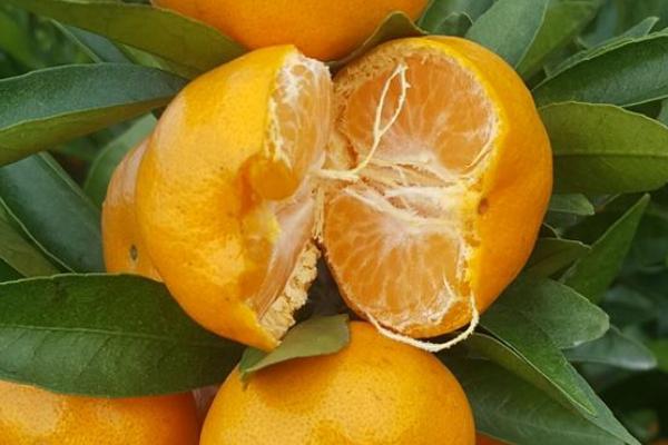阿米达柑橘图片