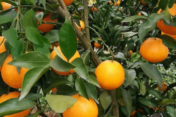 柑橘新品种介绍