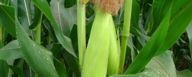 玉米高产施肥新技术，玉米施肥后下暴雨有影响吗