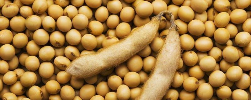 大豆怎样发酵做有机肥，发酵后是酸性的还是碱性的
