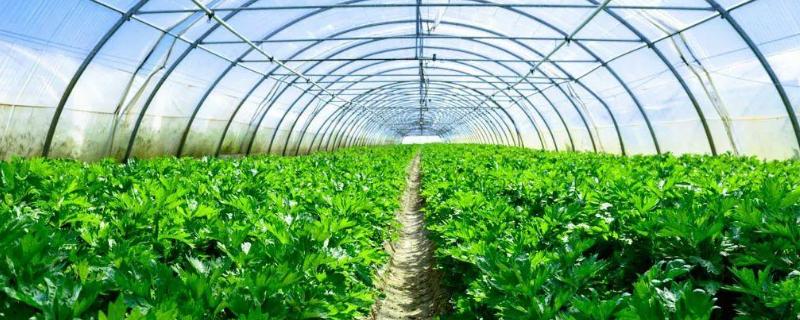 蔬菜大棚中的二氧化碳施肥主要是为了提高植株的什么作用，浓度如何提高