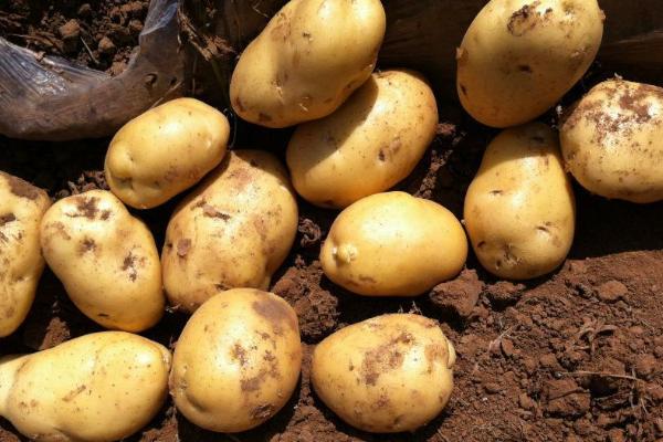 马铃薯种植时间和方法和施肥
