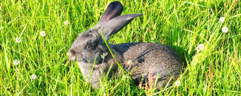 野兔和家兔杂交能生小兔吗，野兔和家兔的区别和特征