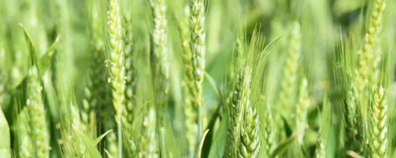 小麦田间管理及病虫害防治