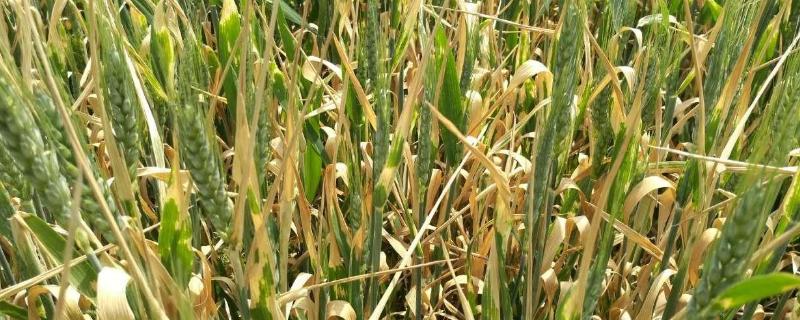 小麦干叶是什么病，附症状和防治方法