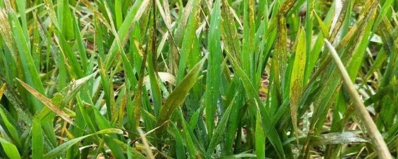小麦除草剂产生药害怎么办，小麦除草剂和矮壮素能混用吗