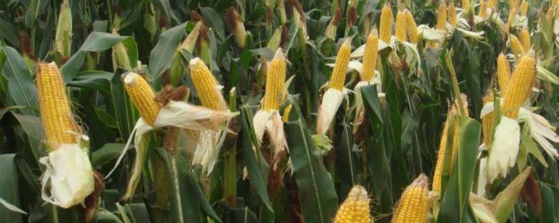 玉米一般几月份种，种植的株距和行距分别是多少