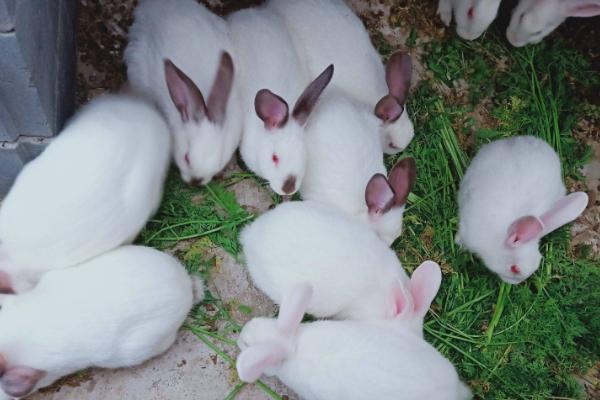 家兔的养殖与注意事项