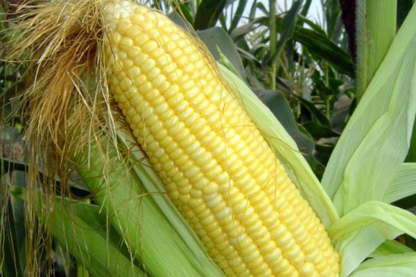 什么玉米种子高产