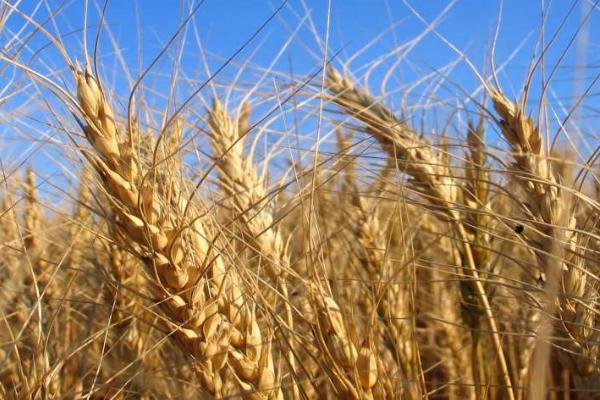 小麦四月份的管理方法