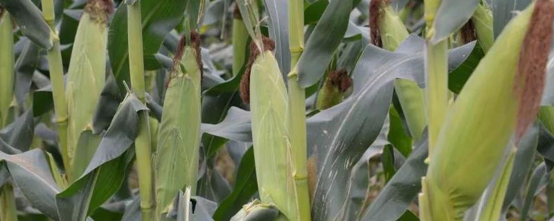 矮杆高产的玉米种子有哪些