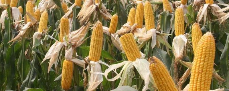 玉米为何要在下雨前播种，播种和收获分别是什么季节