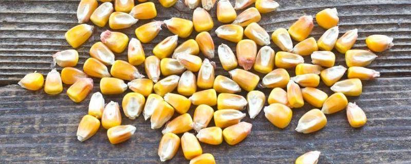 玉米种子每亩用多少斤，隔年的玉米种子还能发芽吗