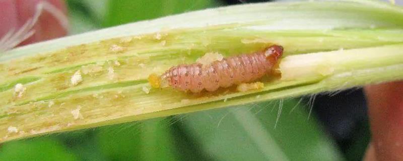 玉米螟的越冬虫态是，附玉米螟的危害症状