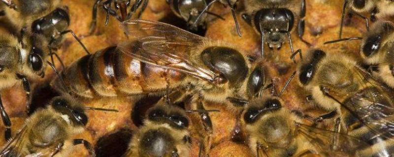 没有蜂王的蜂群怎么办，工蜂产卵怎么处理