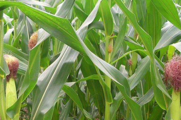 玉米的种植和管理技术