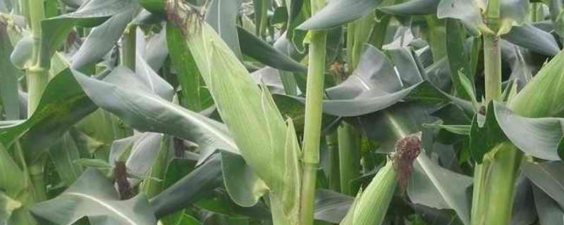 玉米种植最低温度是多少，种植温度低会造成什么后果
