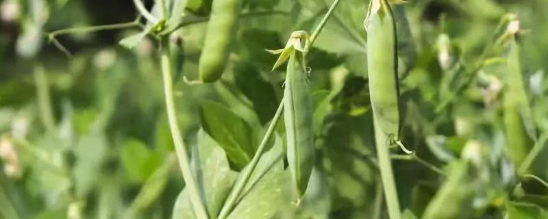 豌豆从种到成熟要多久，附种植适宜温度