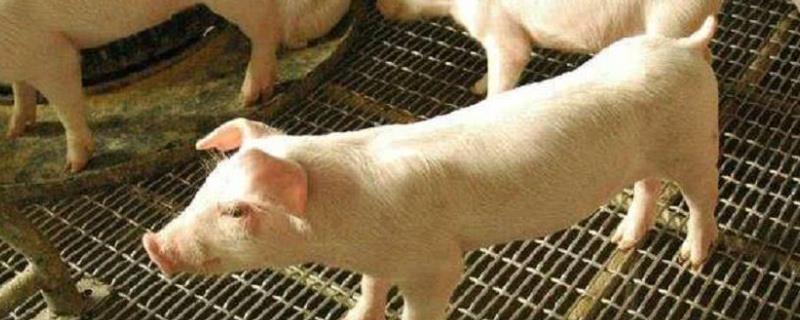 猪浓缩料与玉米的比例，猪对玉米粉碎细度有什么要求