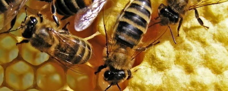 蜜蜂没有蜂王怎么办，会造脾吗