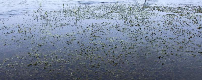 虾塘怎样用磷肥肥水，用量多少合适