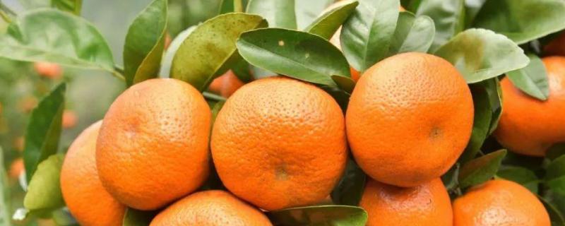 柑橘沙皮病上果还能打掉吗，怎样防治