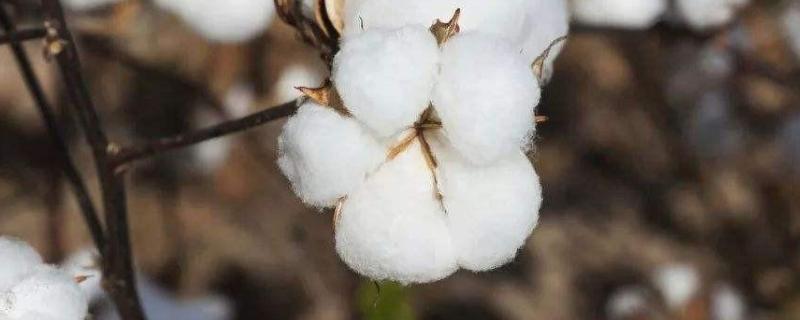 种植棉花的自然条件，附区位条件