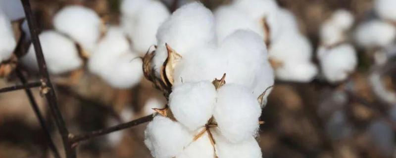 新疆种植棉花的优势条件是什么，不利条件有哪些
