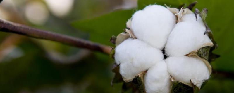 棉花怎么种植，适合哪些地方种植