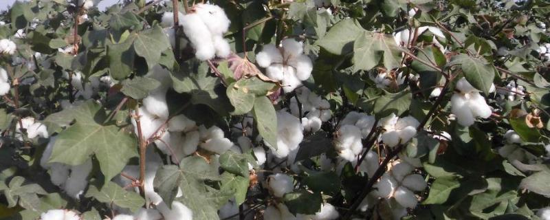棉花种植时间和方法，附区位条件
