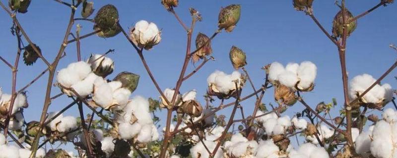棉花株距行距多少合适，附棉花种植方法