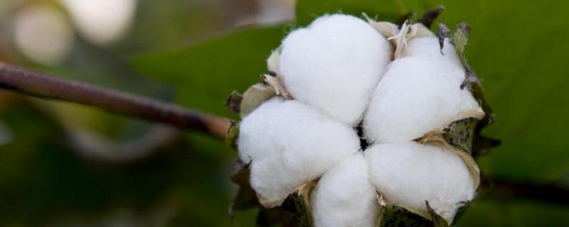 棉花僵苗的成因是什么，如何防治
