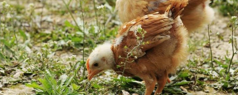 小鸡喂养注意什么，小鸡喂养多久才下蛋