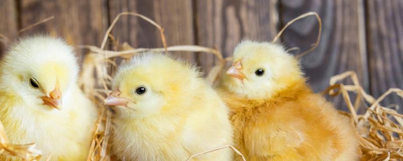孵化机刚孵出的小鸡怎样喂养，孵化机孵小鸡需要多少天