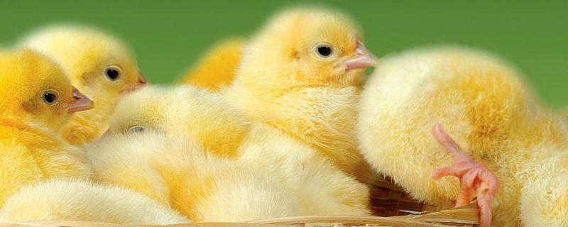 小鸡多少天可以脱温，脱温室怎么建