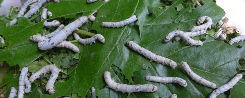 蚕的幼虫分为哪三部分，在生长过程中身体发生了哪些变化